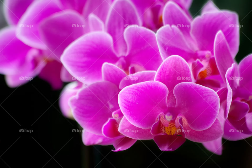 violet flowers Orchid