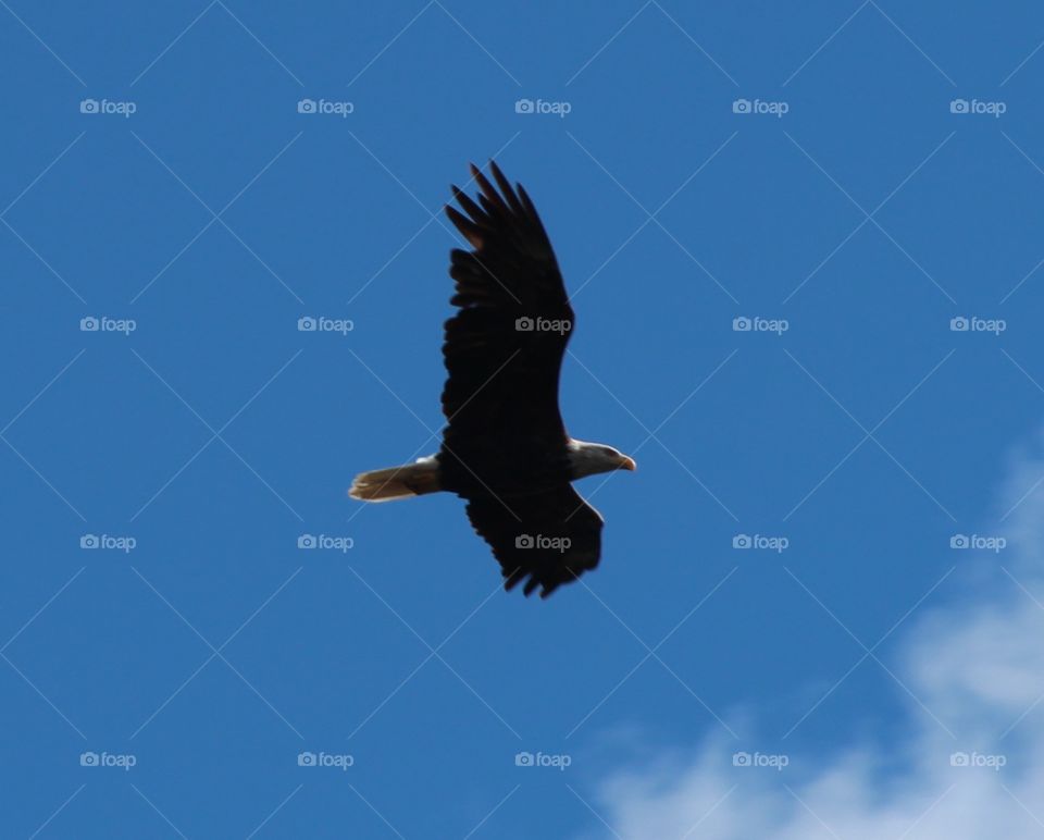 Bald Eagle flying over Mississippi River. Bald Eagle flying over Mississippi River