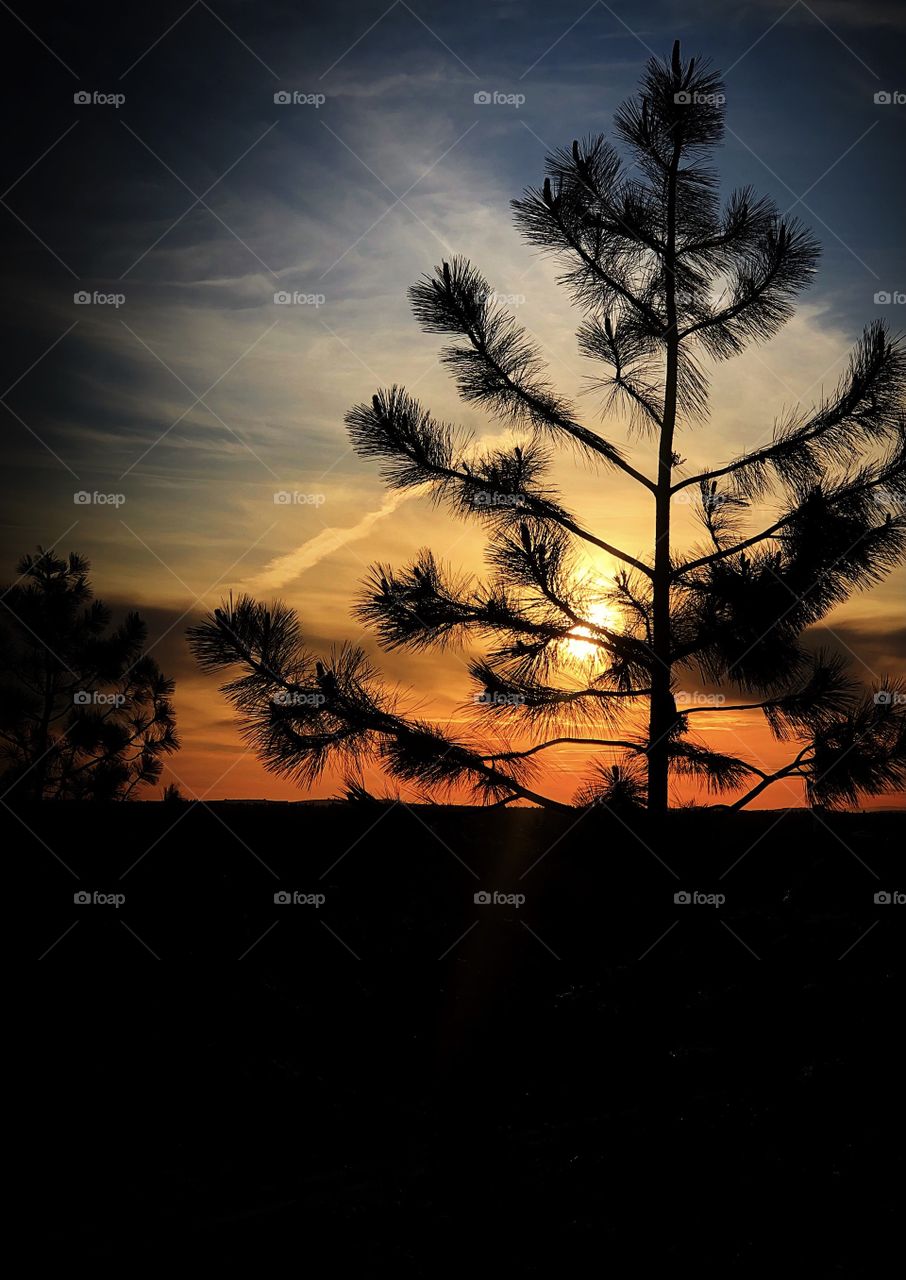 Sunset though pine tree 