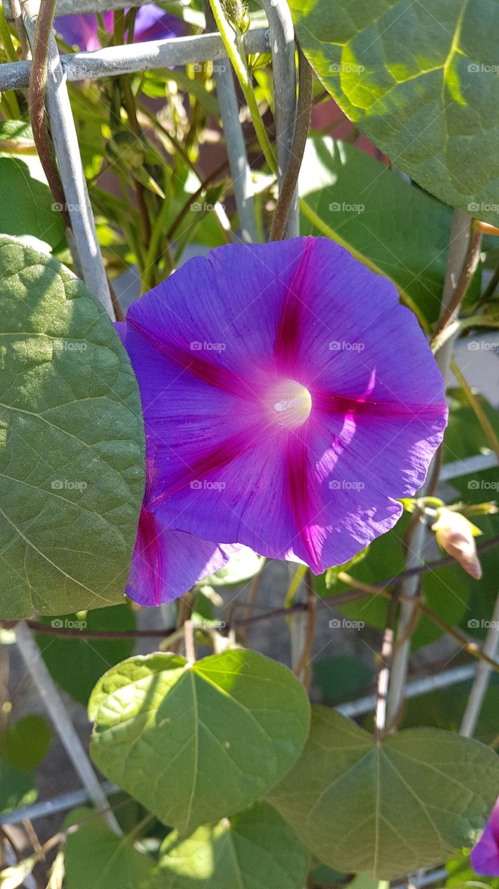 Beautiful Purple Flower.