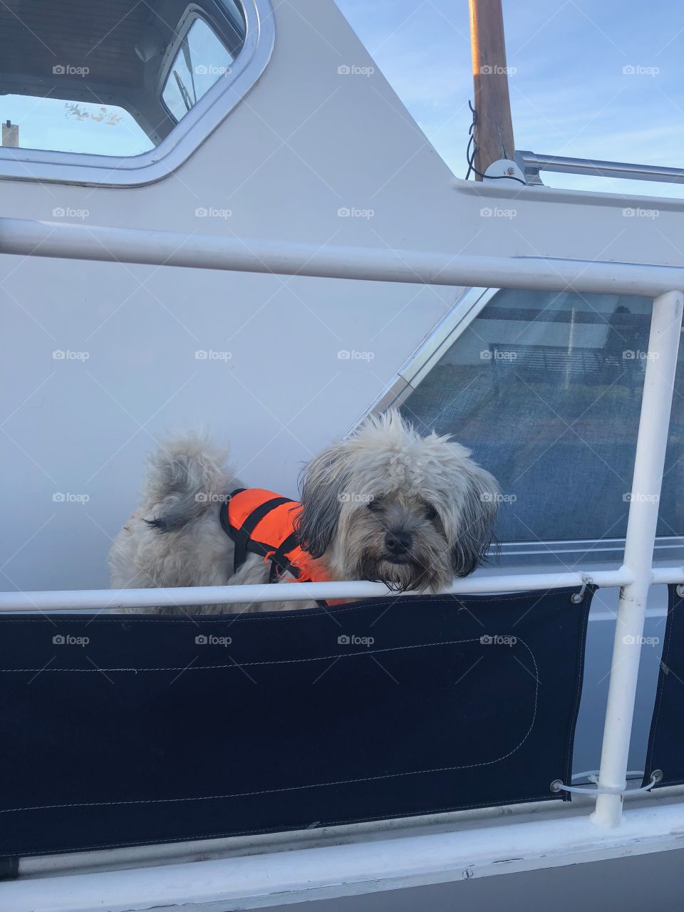 Sailor dog 