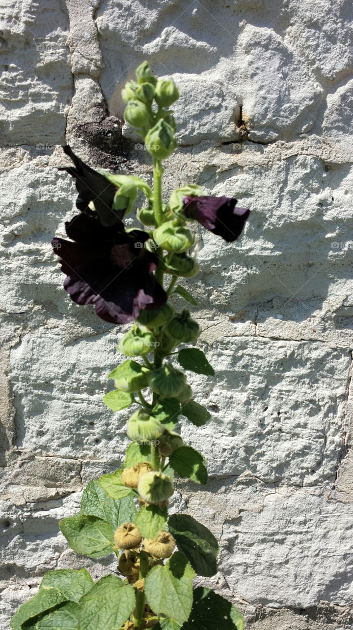 Flower Against Stone Wall