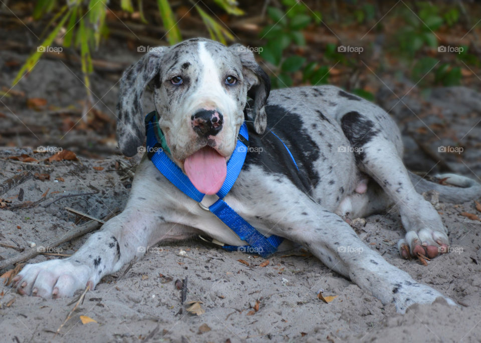 Puppy laying in sand