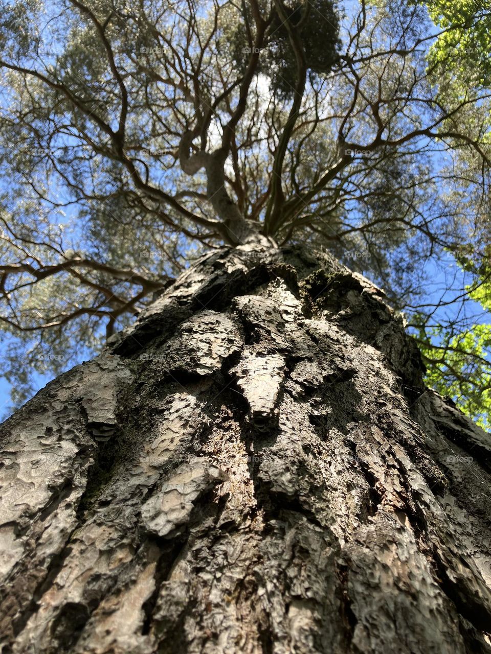 Hamsterley Forest Tree 