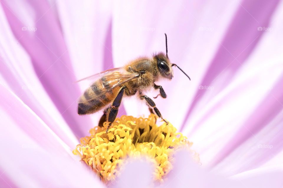 Closeup of one bee pollinating a beautiful flower 