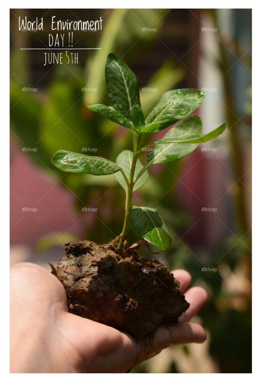 Soil, Leaf, Growth, Ball Shaped, Nature
