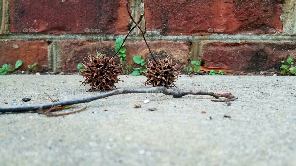 two seeds and a stick on concrete with a brick backdrop
.