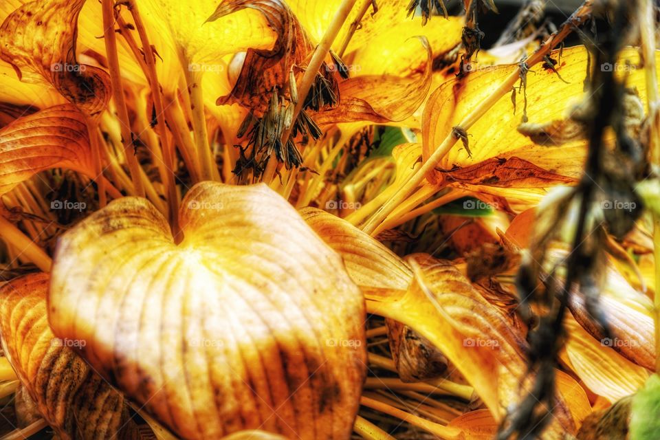 Autumn's Hosta