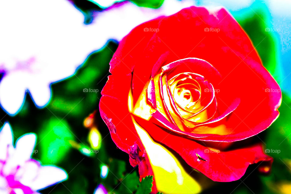 "Every rose has it"s thorn"