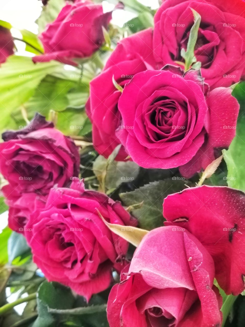 The effect of red roses after a few days without water. These roses are starting to die.