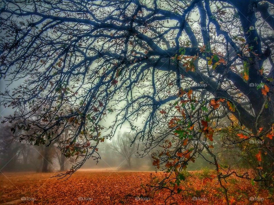 Traces of fall on a foggy morning 