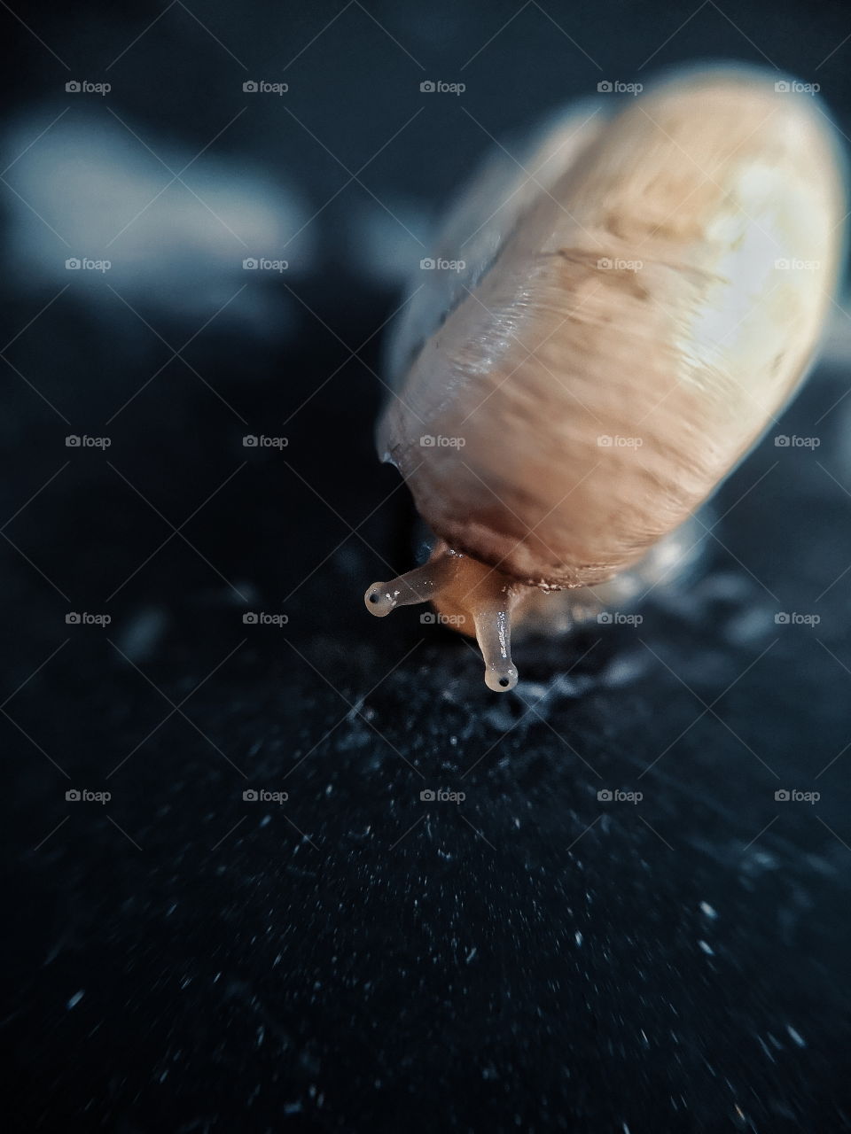 A small snail feels scared.