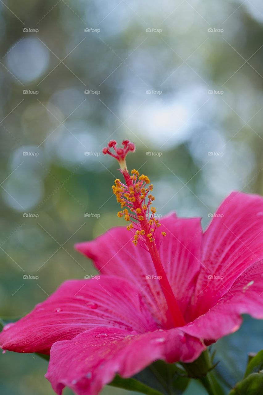 Pink Hibiscus Flower