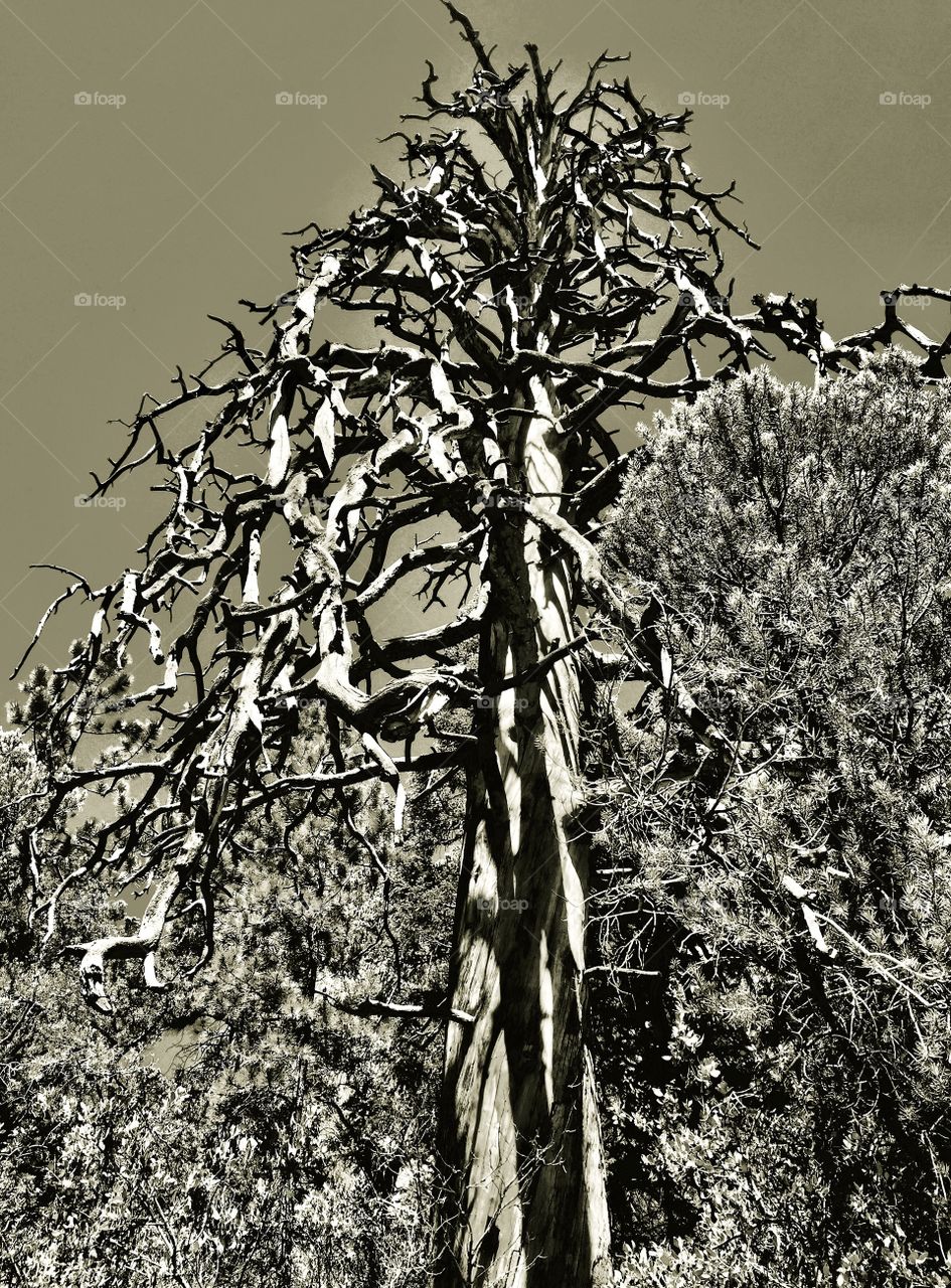 Mount Charleston, Nevada