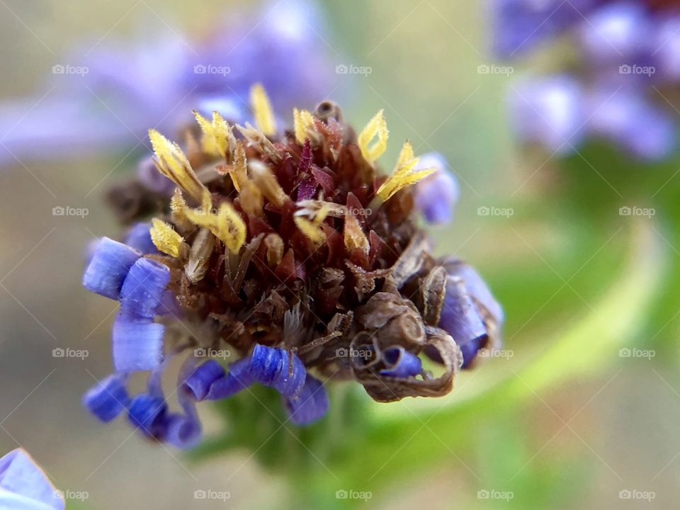 Pretty wilting blue flower