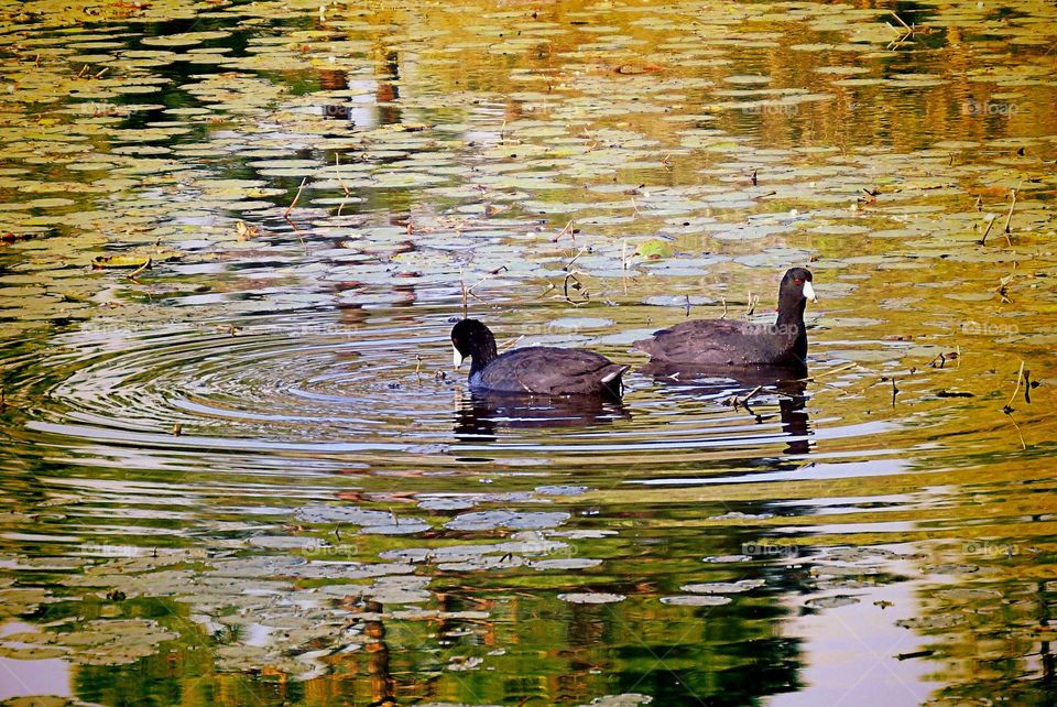 Coot couple