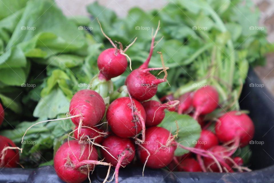 Fresh small radish in market