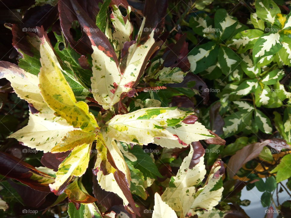 multi colored hibiscus