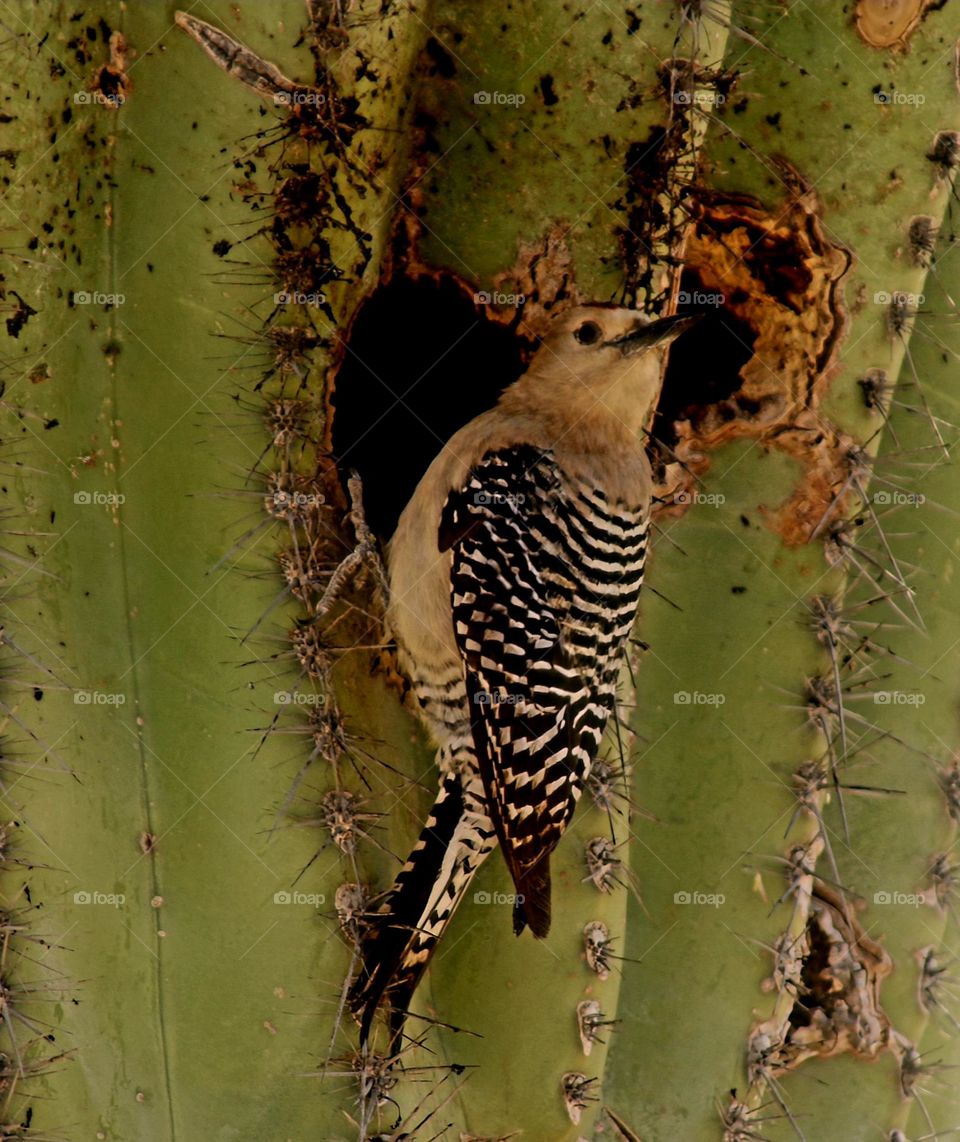 Woodpecker at Nest at Dawn