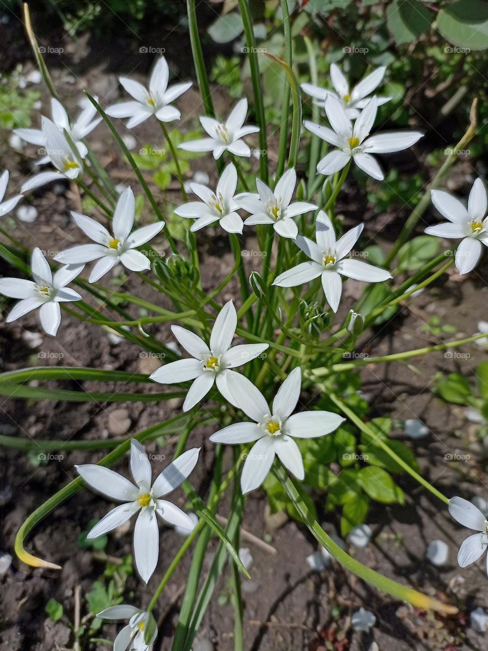 white flowers