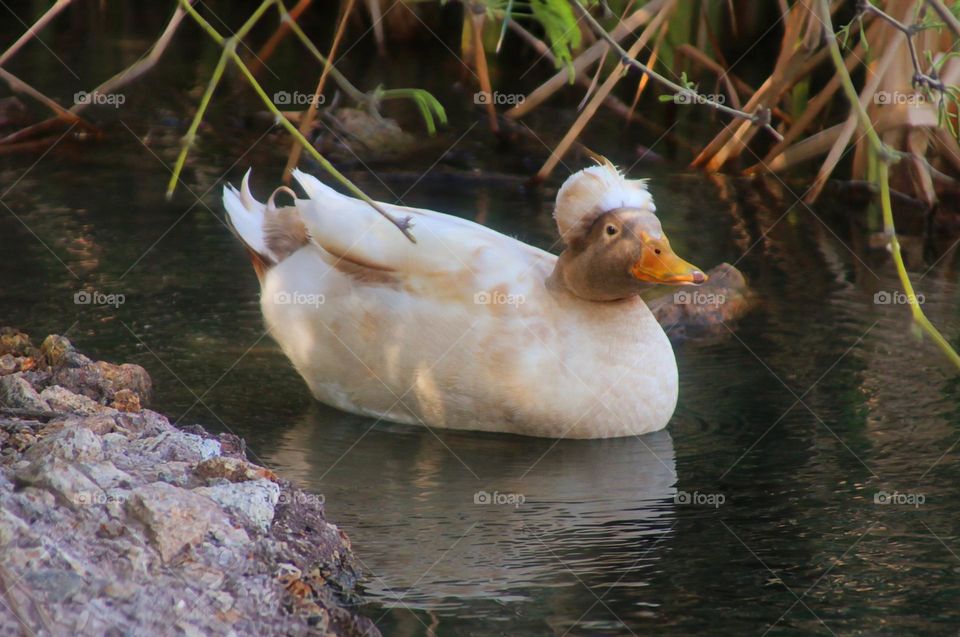Crowned Duck in the Creek