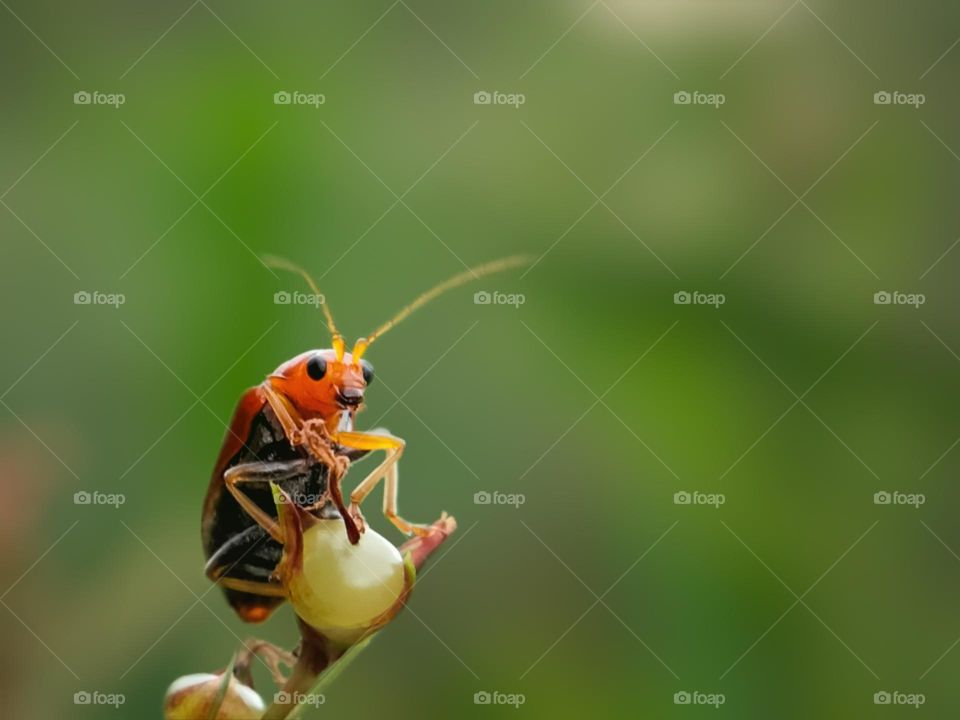 Aulocophora similis Oliver