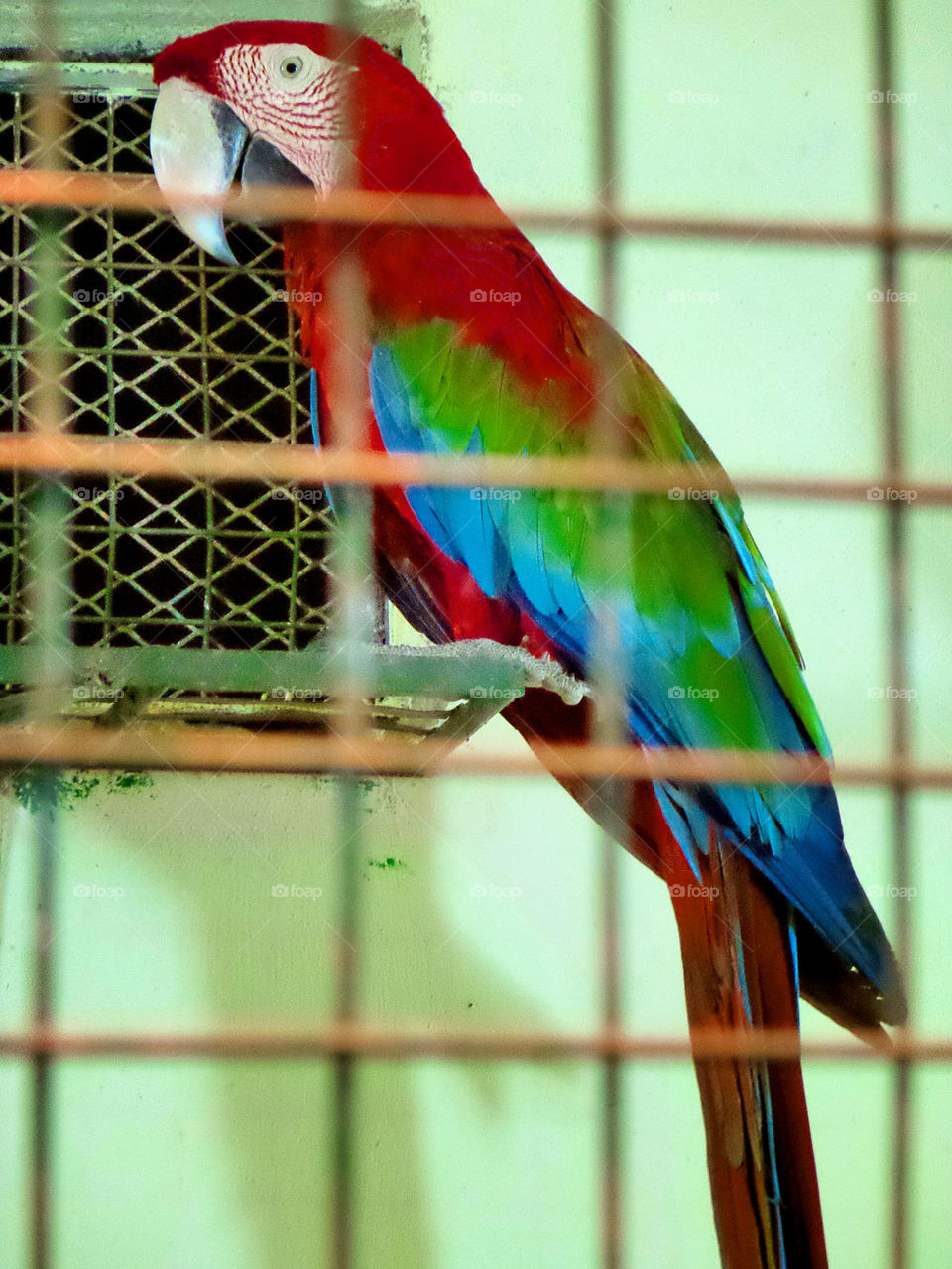 Macaw