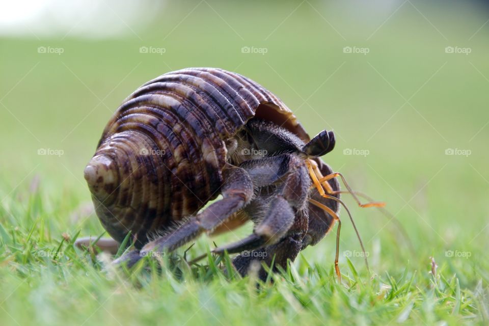 Hermit crab. Litle hermit crab runnning away from photographer.
