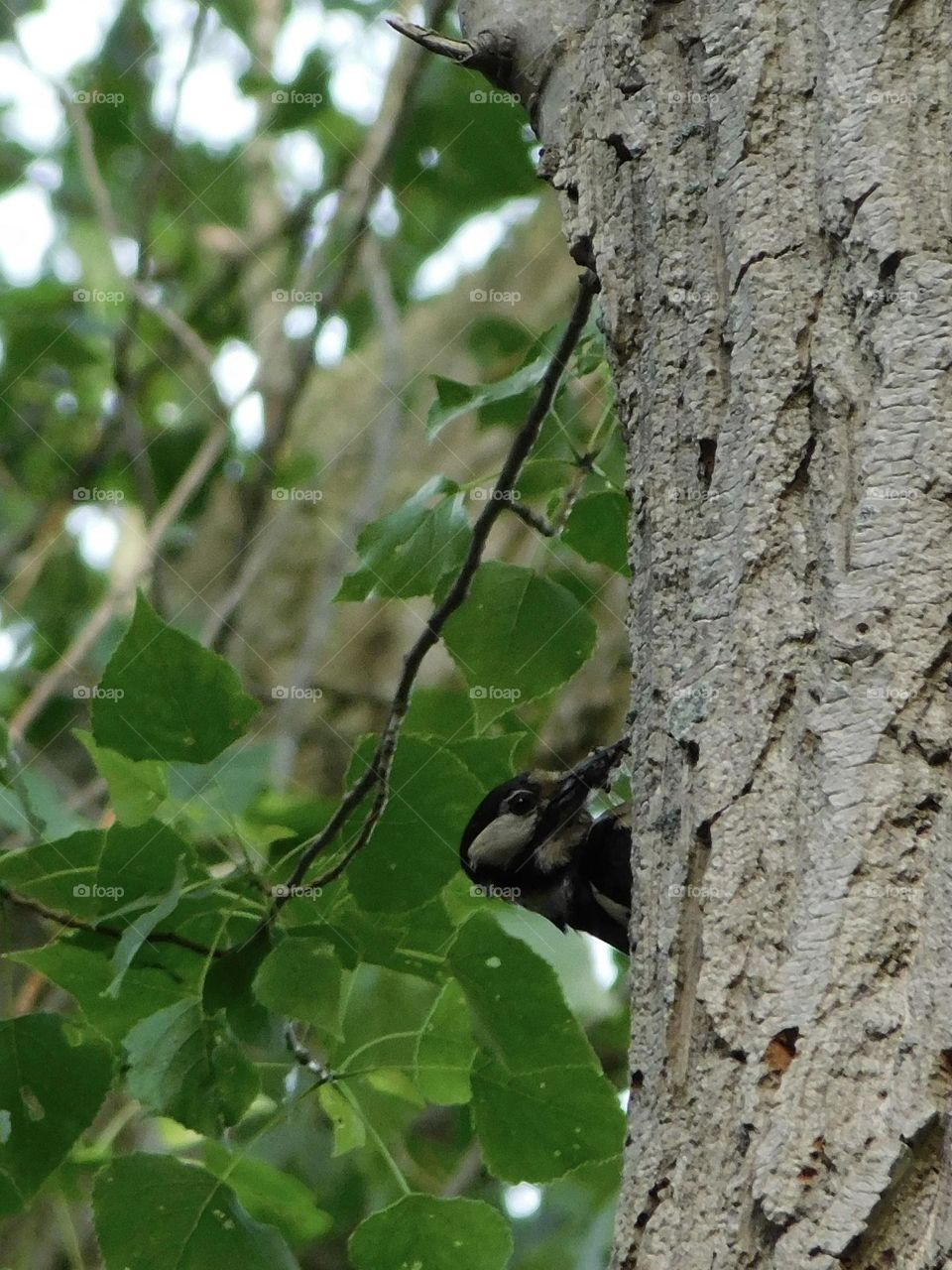 Great spotted woodpecker