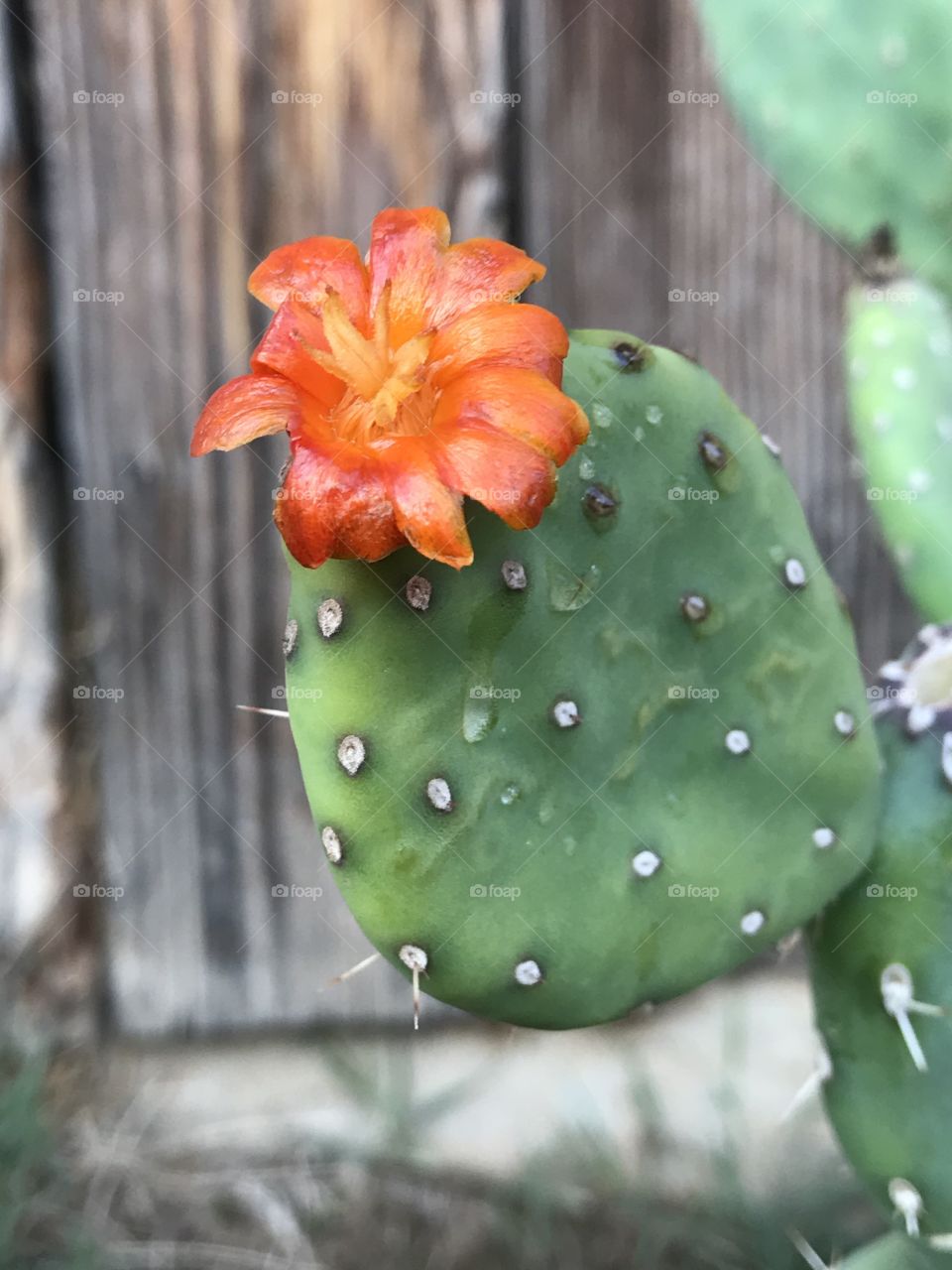 Cactus