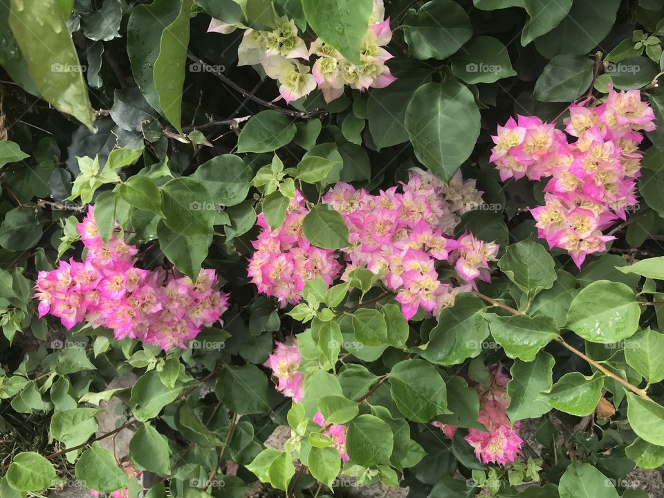 Jardim botânico Funchal 