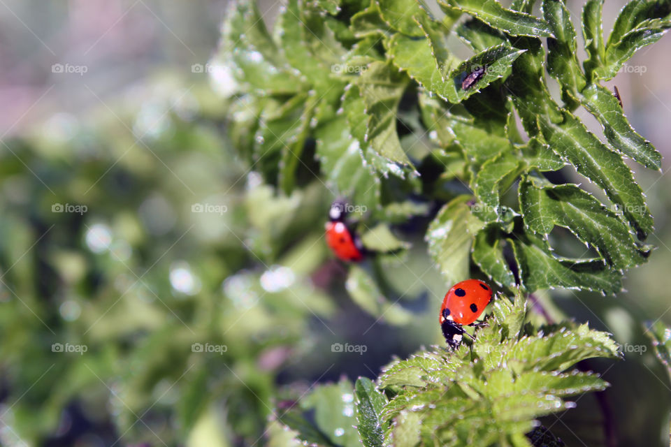 lady bug. Lady bug in coastal bushes in Ons Island, Galicia.