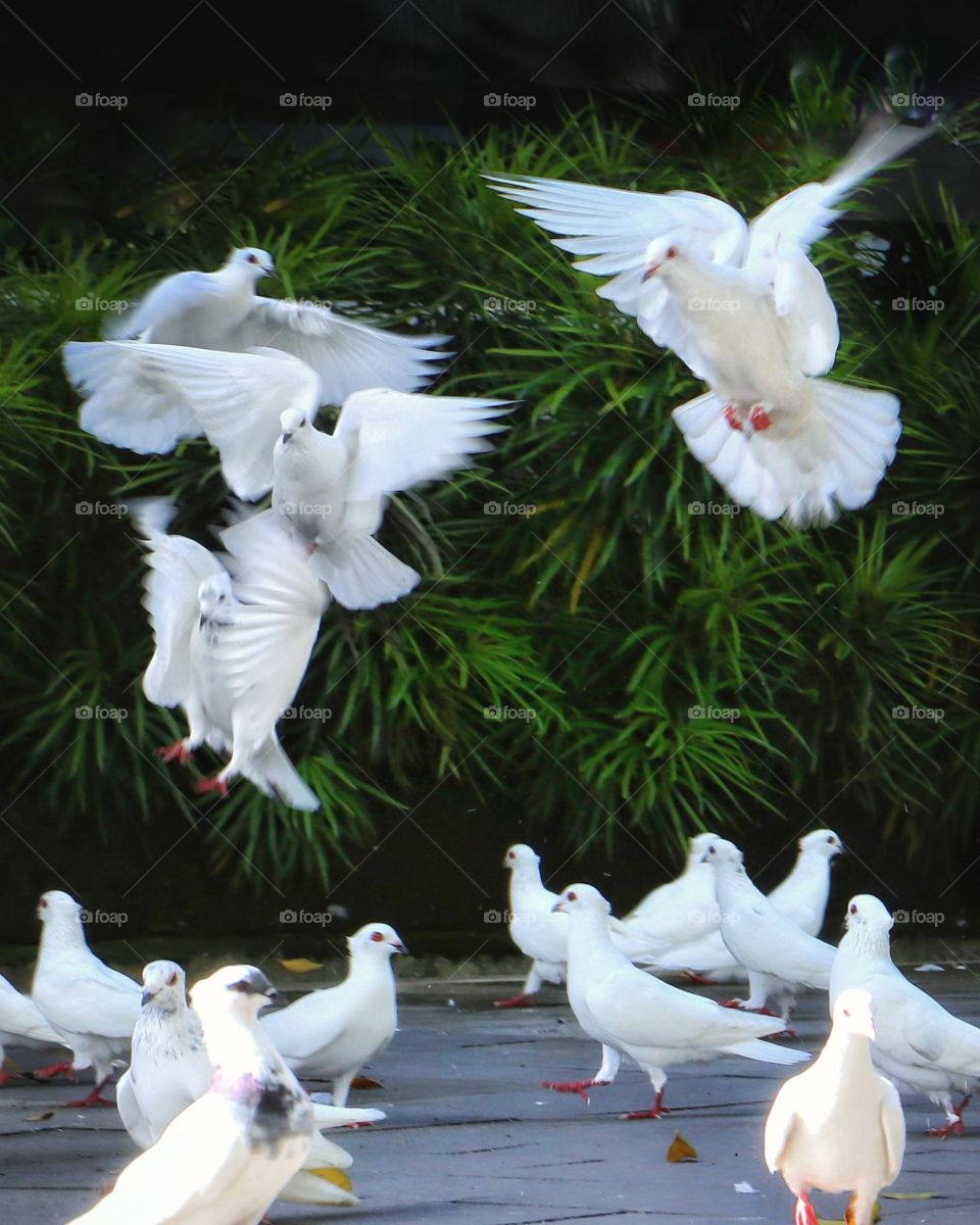 white doves