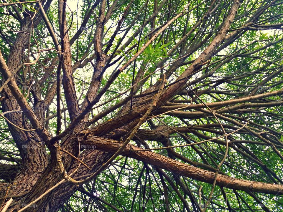 Inside a tree