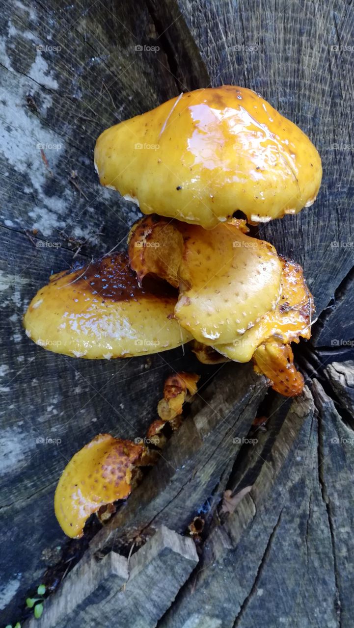 out in the woods are yellow fungi
