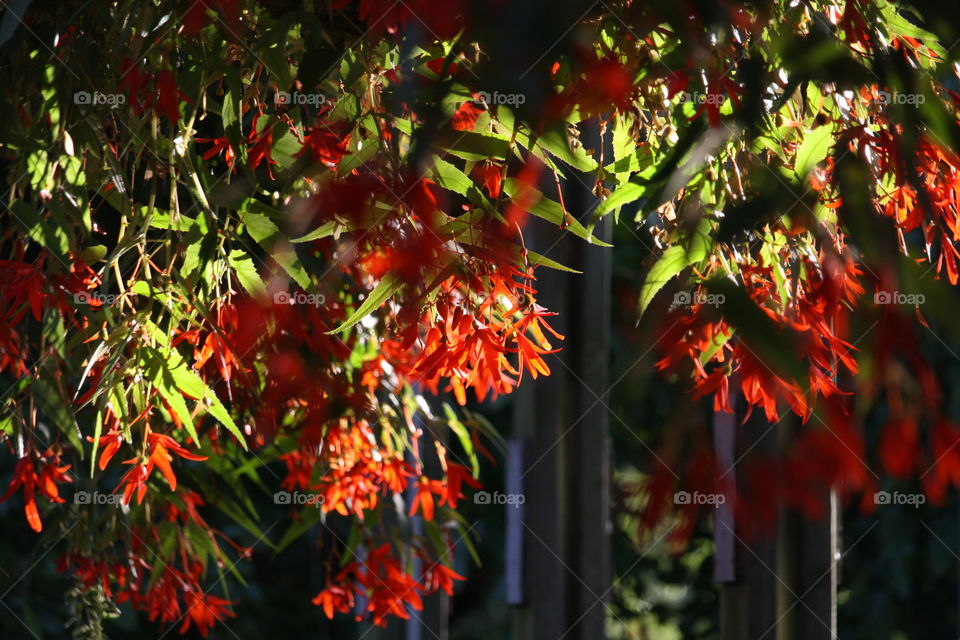 Hanging plants with red flowers