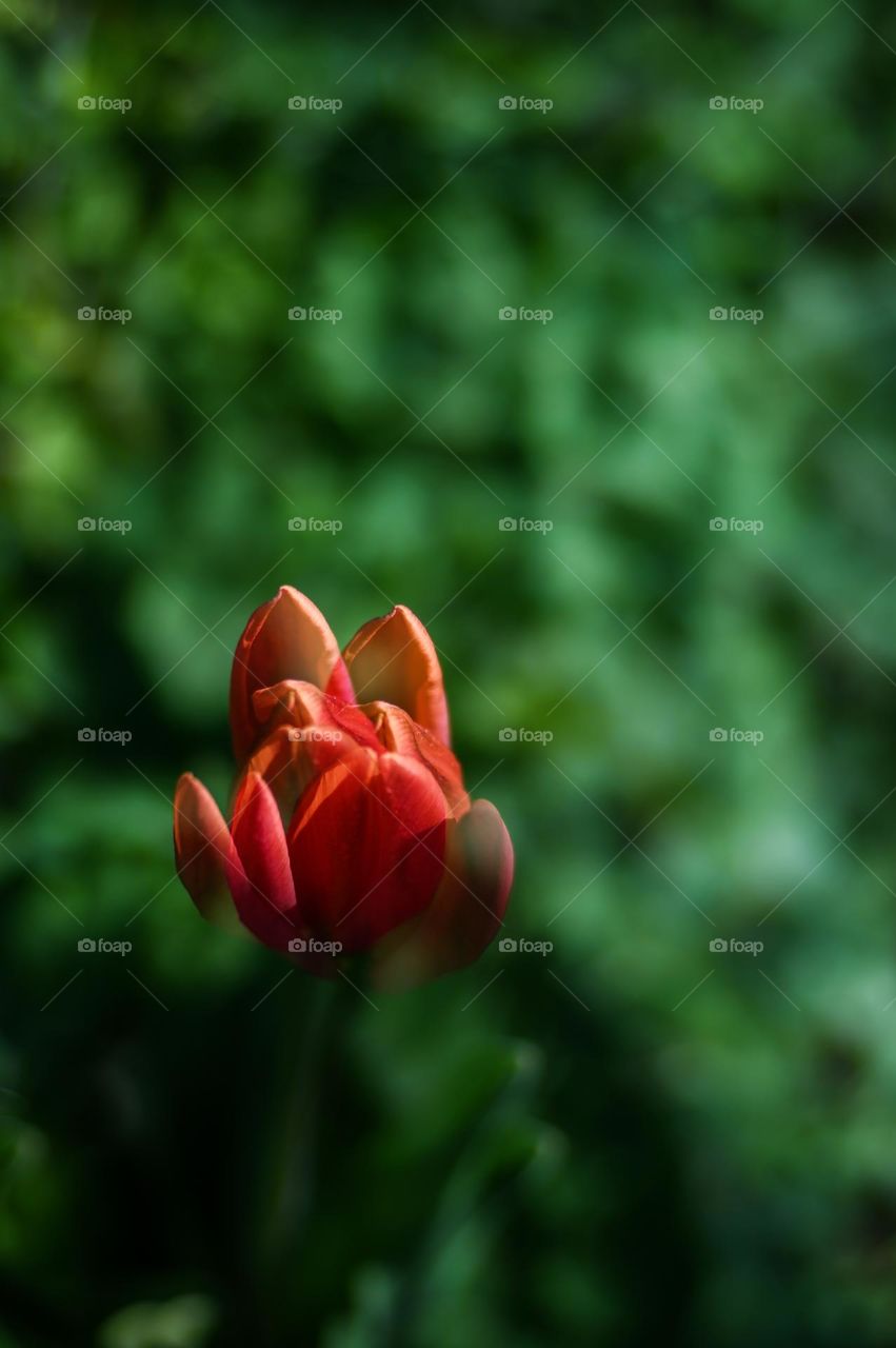 A red tulip in our garden, spring, colorful springvibes, Dutch tulips, tulpen