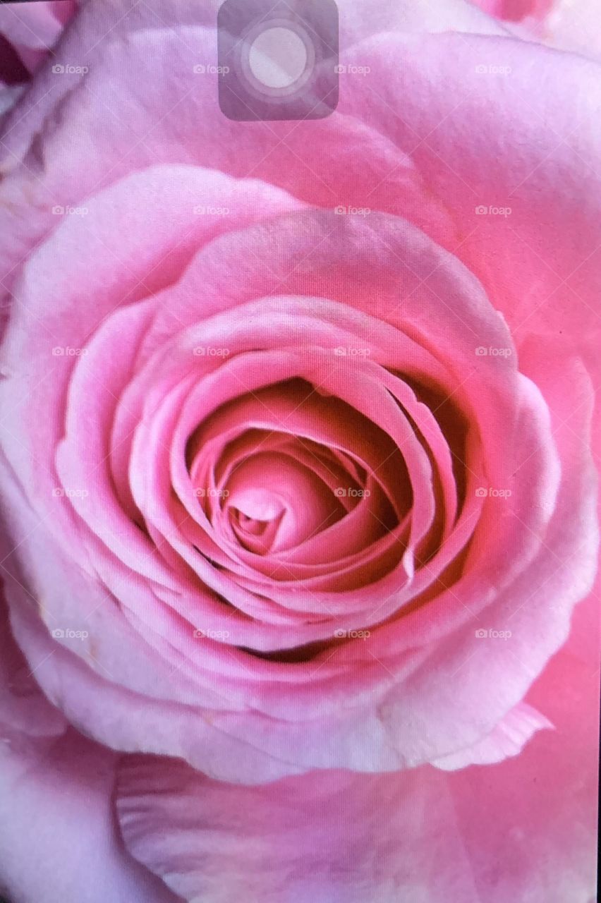 Pink rose on a bright day