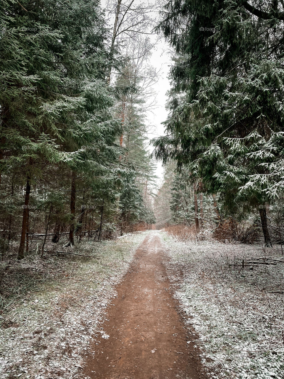 Winter landscape with forest in cloudy December day 