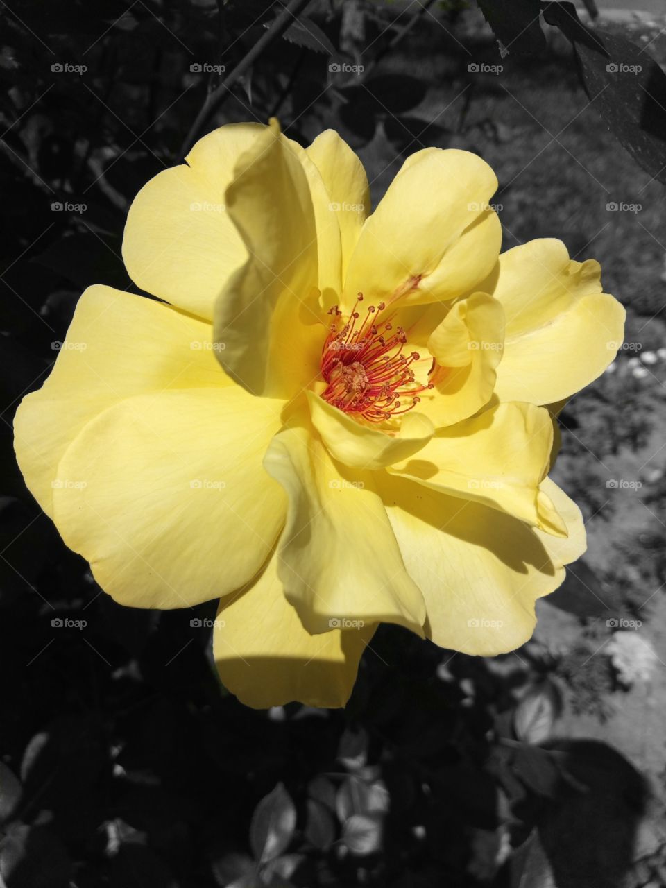 Yellow rose