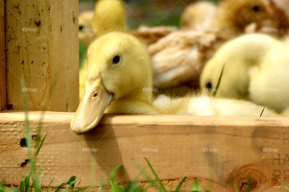 ducklings