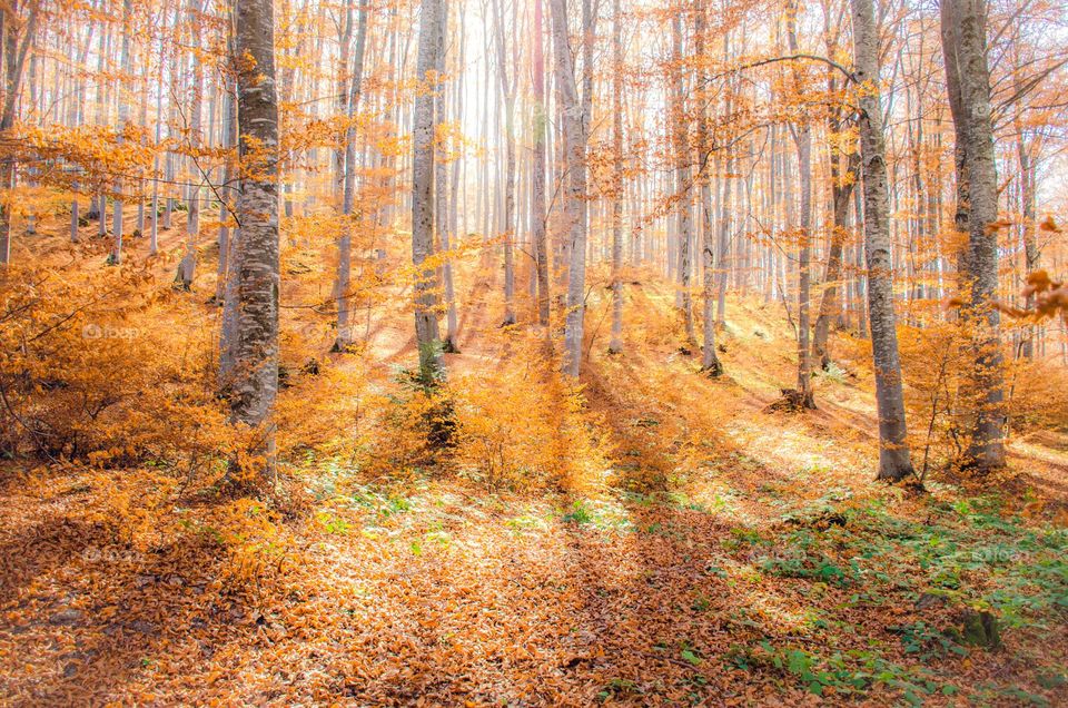 Beautiful Autumn Magic Forest, Bulgaria