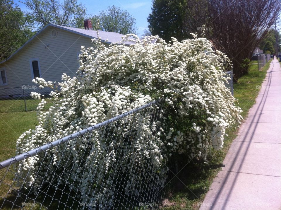 Weeping flowers. A weeping style flower bush