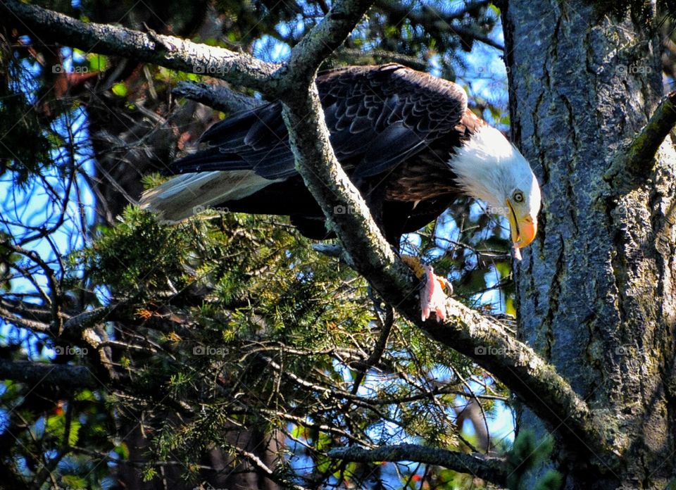 Eagle with salmon