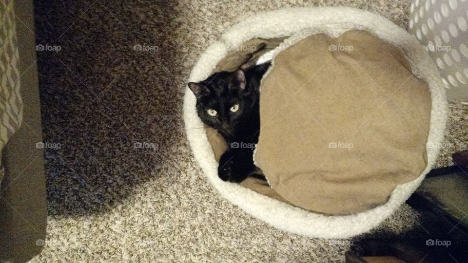 cute and cuddly cat hiding in bed