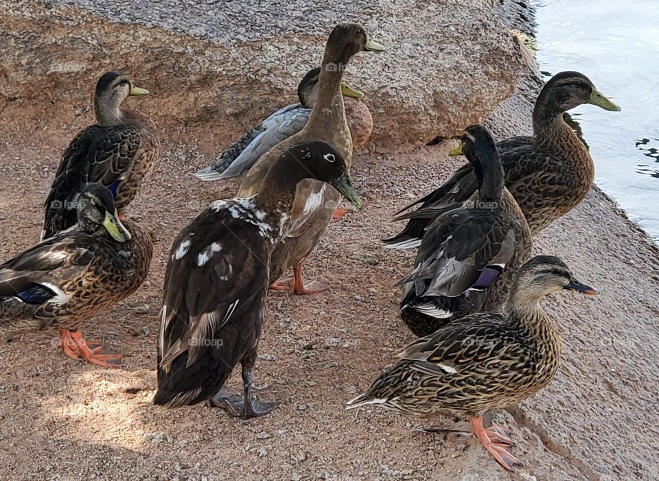 A Flock of Ducks on the Shore