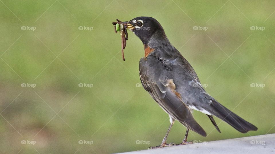 pretty bird with food