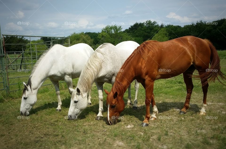 Three horses grazing in together under a blue sky