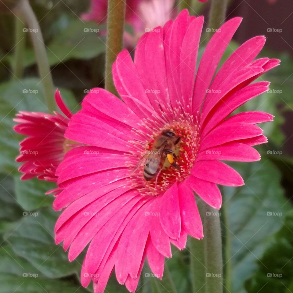 Bee's Delight...