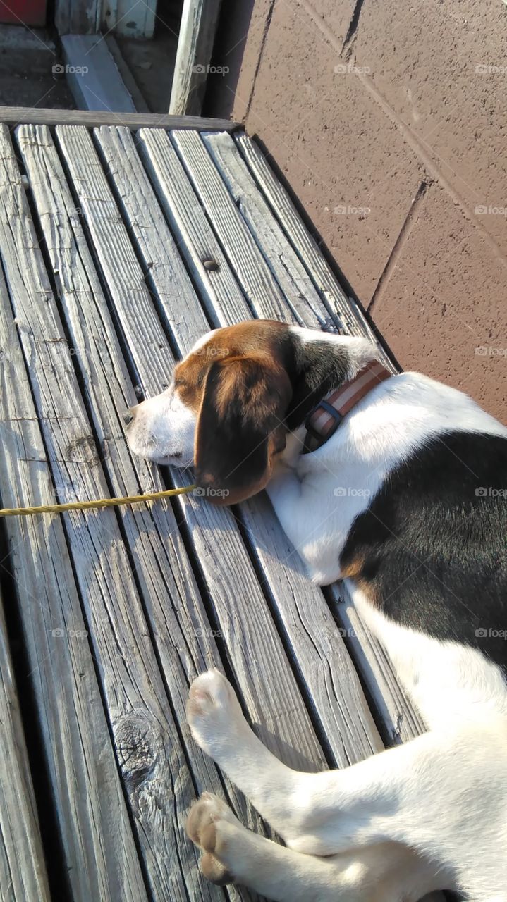 My adorable beagle enjoying a nap in the sun